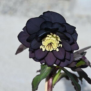 ԉmF2025N1蔭NX}X[YJԊdubNn@NX}X[Y