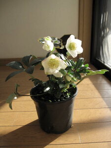 2024N12蔭NX}X[YJԊyNX}X[YzNX}X[YcHGCWVANX}X[Y