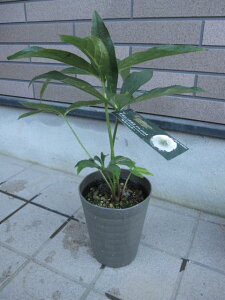 �y�|�b�g��c�z �y�N���X�}�X���[�Y�z�@�z���C�g�_�u�����d