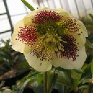 yAz yNX}X[Yz@CG[X|bg