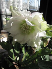 【ポット大苗】 【クリスマスローズ】　ホワイトダブル八重