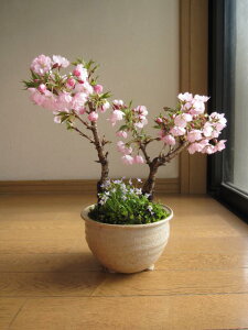 4ɔdŃTN̂Ԍy2025Nv[gɂ~͍~̓cC~͐My ~͂ƎR쑐Ȃ݂ɁACOł@BONSAI {TCƌ܂B