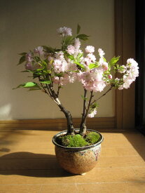 楽天市場 楊貴妃桜の通販