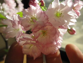 八重桜盆栽2024年5月の春　桜盆栽で　自宅でお花見ツイン桜盆栽信楽鉢入り 桜盆栽ちなみに、海外でも　BONSAI ボンサイと言います。　八重桜盆栽