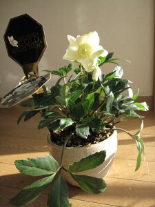 âԃv[gAԂ߂ł2024N12ɊJԁyzyNX}X[YzNX}X[YJԊjQANX}X[Y