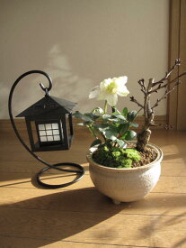 プレゼントに【幸せの白い花】 【幸せギフト】盆栽:桜と　クリスマスローズの寄せ植えとランタン お届けは　　2016年11月下旬からのお届けとなります。　送料無料
