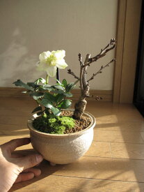 【幸せの白い花】 【幸せギフト】盆栽:桜盆栽と　クリスマスローズ開花株の寄せ植え