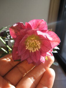 yz@ yAz yNX}X[YzCbhd\̔Ώہ@͂́@񌎂