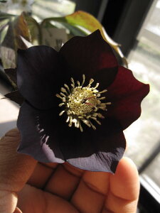 2025N3JԊNX}X[YAyAz yNX}X[YzubNd