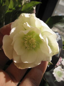 yz@ yAz yNX}X[YzzCg_ud