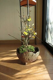 2024年開花黄梅　梅盆栽 黄色の小さいお花が　二月頃に開花します