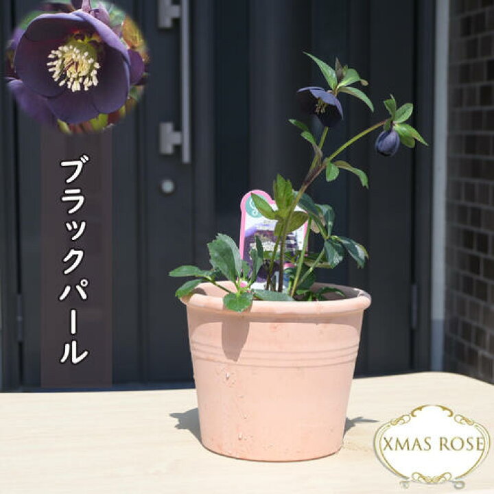 楽天市場】2025年2月から発送予定ですクリスマスローズ 鉢植え ブラックパール 多弁咲き テラコッタ鉢入り : 園芸百貨店何でも揃うこぼんさい クリスマスローズ ブラックパールラベル付き