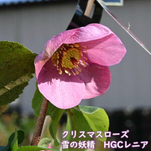 NX}X[Y ̗d HGCjA A NX}X[Y w{XZ sNF 炫