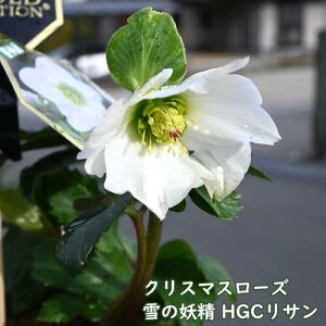 NX}X[Y ̗d HGCT NX}X[Y w{XF 炫