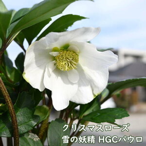 2025N1JԊNX}X[Y ̗d HGCpE NX}X[Y w{XF 炫