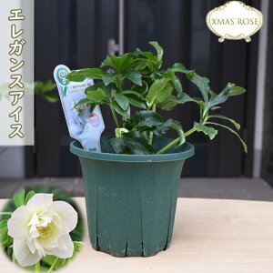 2025NJԊNX}X[Y c GKXACX ~V d炫 5