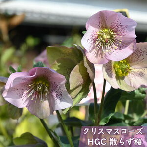 2026N2J NX}X[YJԊc HGC U炸 6  NX}X[Y IG^nCubh