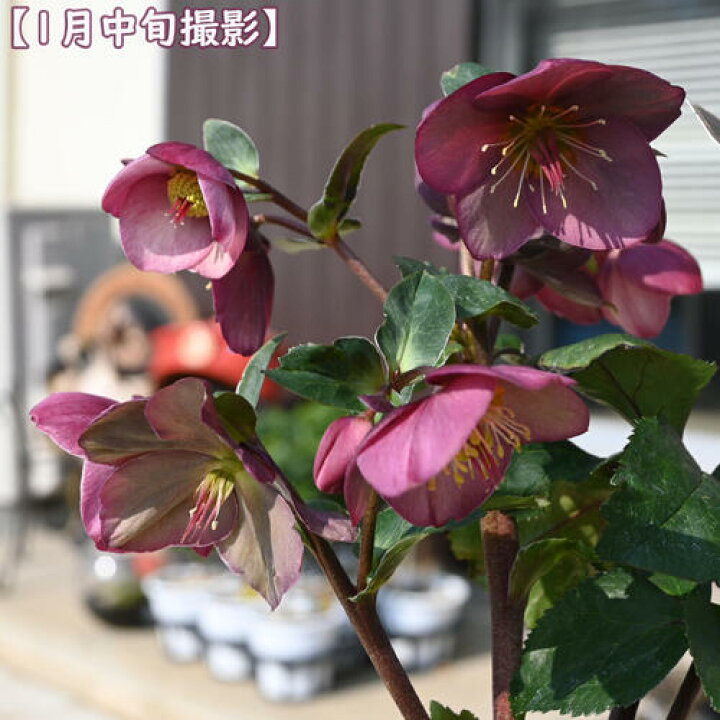 楽天市場】2025年1月～2月開花株クリスマスローズ Ice N