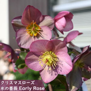 2025年1月〜2月開花株クリスマスローズ Ice N' roses 氷の薔薇 アーリーローズ 早咲き 一重 クリスマスローズ苗