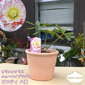 2025NNEW@NX}X[Y A 5 IG^X j[nCu_X _u zCgsReB d d炫 NX}X[YJԗ\c