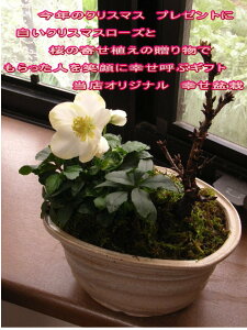 クリスマス ローズ 寄せ植えの人気商品 通販 価格比較 価格 Com