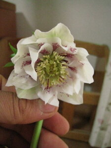 yz@ y|bgcz yNX}X[YzzCg_u@X|bgd