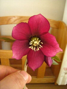 yAz yNX}X[Yzbh@NX}X[YJԊ