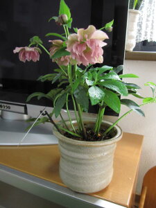 yz@ yAz yNX}X[YzsNd\̔Ώہ@͂́@񌎂