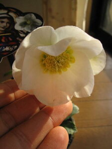 2025N122026N1ԉmFNX}X[Ŷ͂ƂȂ܂zNX}X[YJԕcyNX}X[YJԊzNX}X[Y@@jQF1}A|bgc@@͉͂ԉ