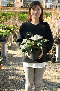 12月花芽確認後の発送 氷の薔薇  クリスマスローズ開花株 苗クリスマスローズ  限定品ホワイト2024年開花株クリスマスローズ