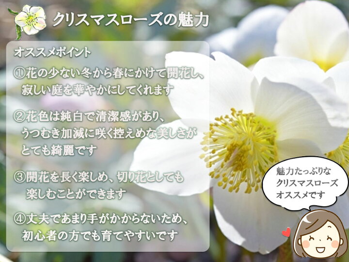 楽天市場 12月に開花白のクリスマスローズ鉢植えクリスマスローズ21年12月開花純白のクリスマスローズ開花株を贈り物 クリスマスプレゼント クリスマスローズ開花ニゲルお祝い花鉢 園芸百貨店何でも揃うこぼんさい