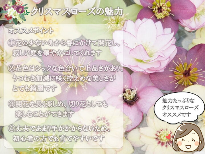楽天市場 22年2月開花株クリスマスローズ開花株レッドニゲルクリスマスローズ氷の薔薇 鉢植えニゲルのレッド花鉢花 ギフト 園芸百貨店何でも揃うこぼんさい