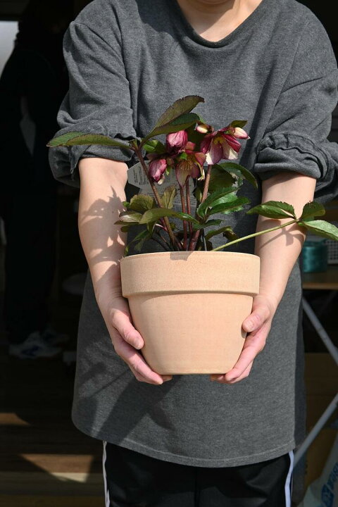 楽天市場 22年2月開花株クリスマスローズ開花株撮影22年3月1日 鉢植えクリスマスローズ開花株氷の薔薇 園芸百貨店何でも揃うこぼんさい