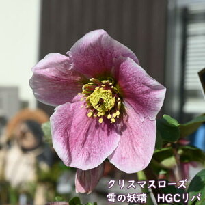 NX}X[Y ̗d HGCo NX}X[Y w{XsNF