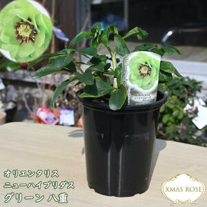 2025NNEW NX}X[Y c 5v IG^X j[nCu_X _u O[ d d炫 NX}X[YJԗ\c