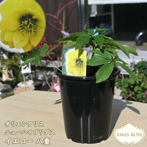 2025NNEW NX}X[Y c 5v IG^X j[nCu_X _u CG[ d d炫 NX}X[YJԗ\c