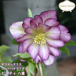 2025NNEW NX}X[Y c 5v IG^X j[nCu_X _u sNsReB d d炫 NX}X[YJԗ\c