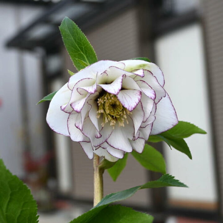 楽天市場】2026年NEW クリスマスローズ 鉢植え 5号鉢 オリエンタリス 