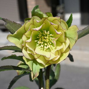 yiz2025N3J NX}X[Y c 5v IG^X j[nCu_X CG[ d炫 NX}X[YJԕc