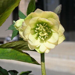 yiz2025N3J NX}X[Y c 5v IG^X j[nCu_X CG[ d炫 NX}X[YJԕc