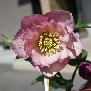 �y���i�z2025�N3���J�� �N���X�}�X���[�Y �c 5���v�������� �I���G���^���X �j���[�n�C�u���_�X �_�[�N���b�h ���d�炫 �N���X�}�X���[�Y�J�ԕc