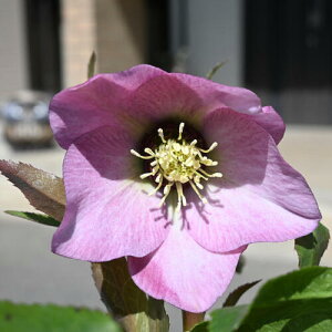 yiz2025N3J NX}X[Y c 5v IG^X j[nCu_X _[Nbh d炫 NX}X[YJԕc