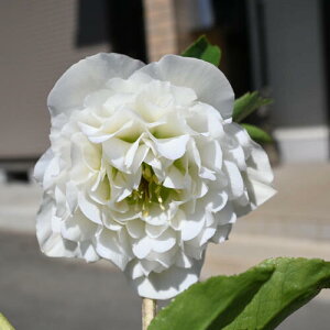 �y���i�z2025�N3���J�� �N���X�}�X���[�Y �c 5���v�������� �I���G���^���X �j���[�n�C�u���_�X �z���C�g ���d�炫 �N���X�}�X���[�Y�J�ԕc