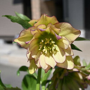 �y���i�z2025�N3���J�� �N���X�}�X���[�Y �c 5���v�������� �I���G���^���X �j���[�n�C�u���_�X �C�G���[ ���d�炫 �N���X�}�X���[�Y�J�ԕc