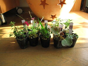 プレゼントに2025年【山野草】【ミニ山野草10個】のお買い得春セット】と 【信楽鉢】