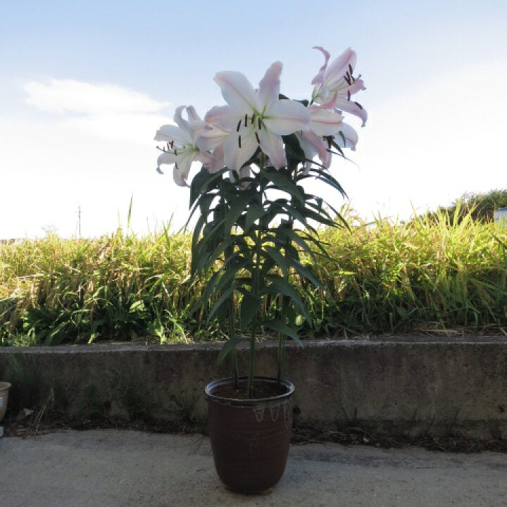 楽天市場 ユリ鉢植え 贈り物にテーブルダンス 百合 ピンクのユリ ３本仕立てお届けは蕾の状態での お届けとなります 園芸百貨店何でも揃うこぼんさい