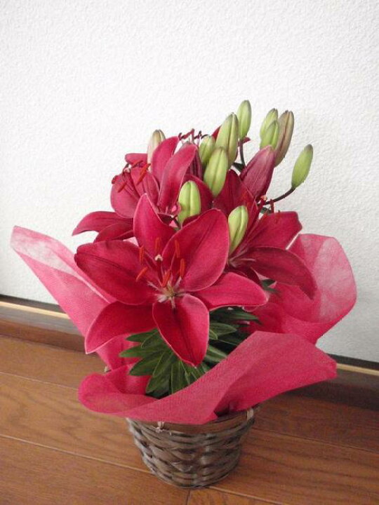 楽天市場 ユリ 百合 15年の母の日プレゼント ユリ花 チェリーレッドのかわいいユリです バスケット付 14年の贈り物にお届けはつぼみの状態です 高さ40センチ前後お届けは 5月7日 5月12日です 園芸百貨店何でも揃うこぼんさい