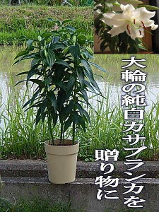 球根 カサブランカの人気商品 通販 価格比較 価格 Com