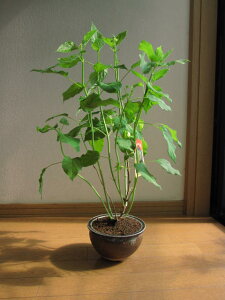 アジサイ 鉢植えの人気商品 通販 価格比較 価格 Com アジサイ 鉢植えの人気商品 通販 価格比較 価格 Com