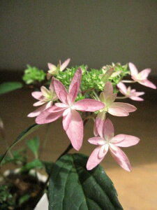 ̕@AWTC My
